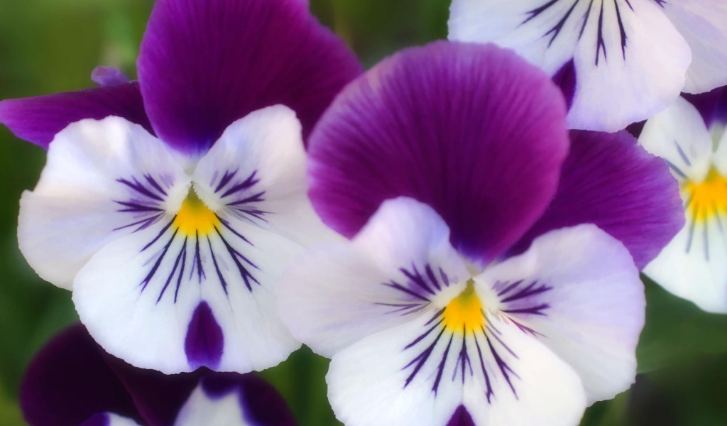 Бело сиреневые цветы