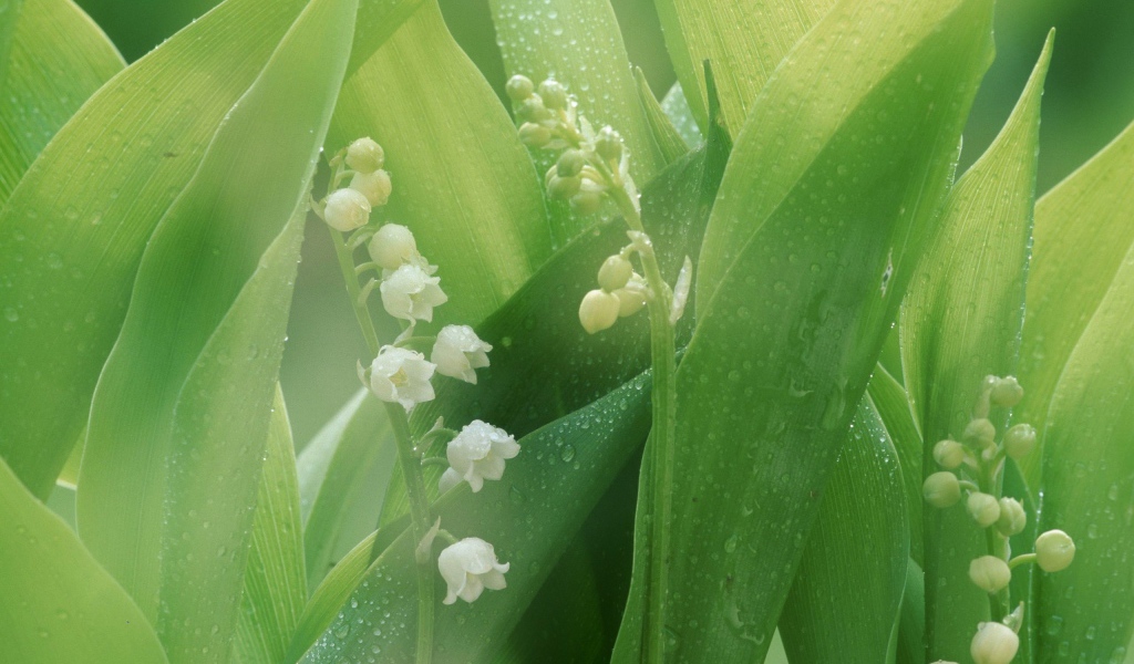 Белые лилии