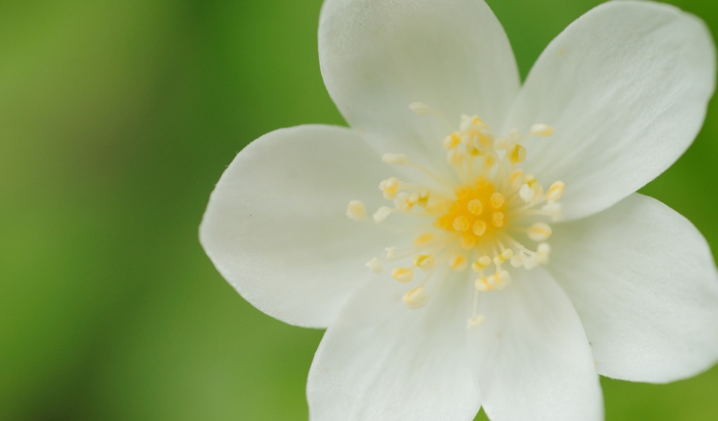 Белые лепестки