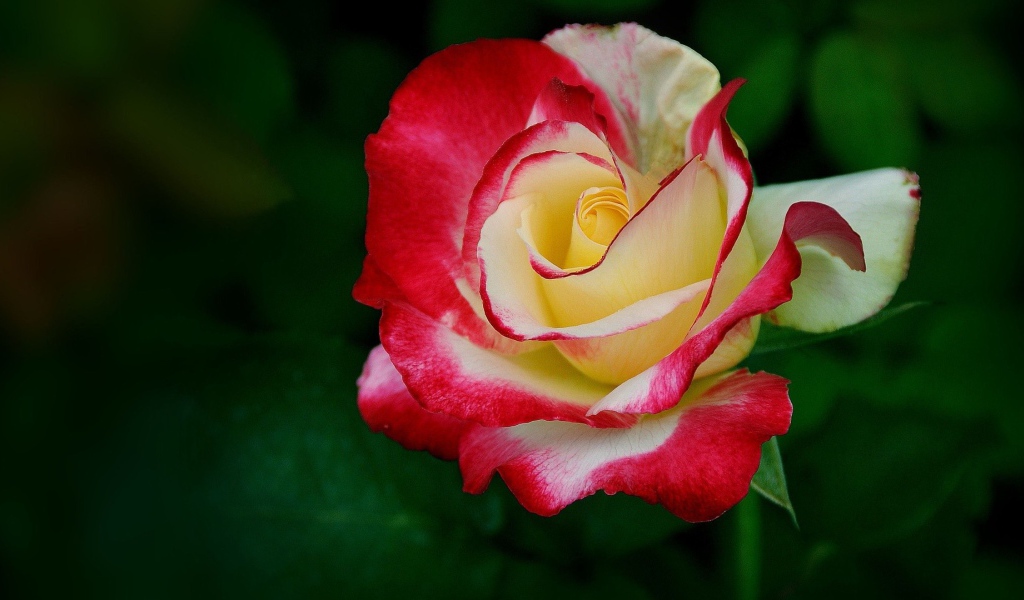 Желто-красная роза