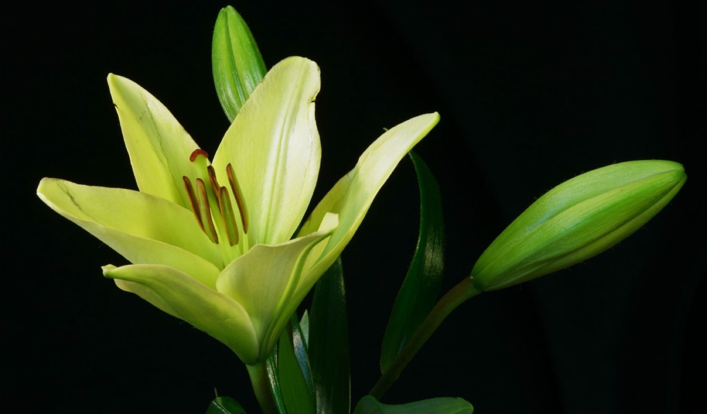 Желтая лилия и бутоны