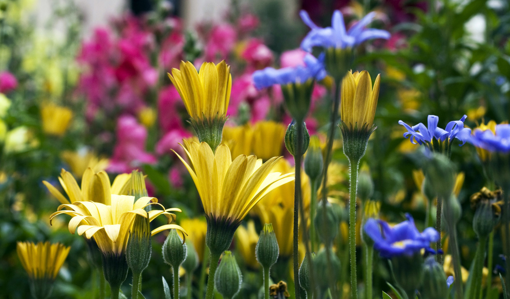 Желтые синие и розовые цветы