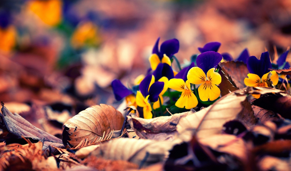 Желто синие цветы в сухих листьях