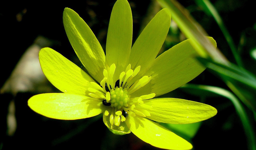 Желтый цветок с жуками