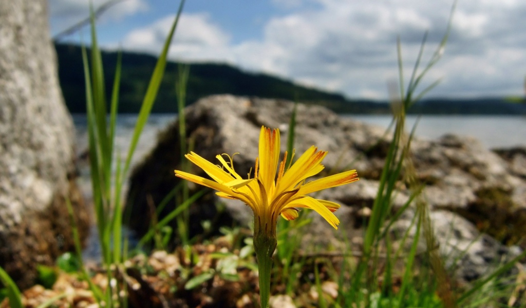 Желтый цветок на берегу