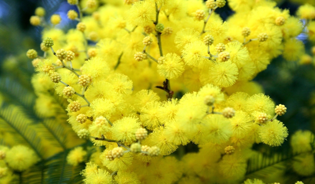 Желтые цветы весной