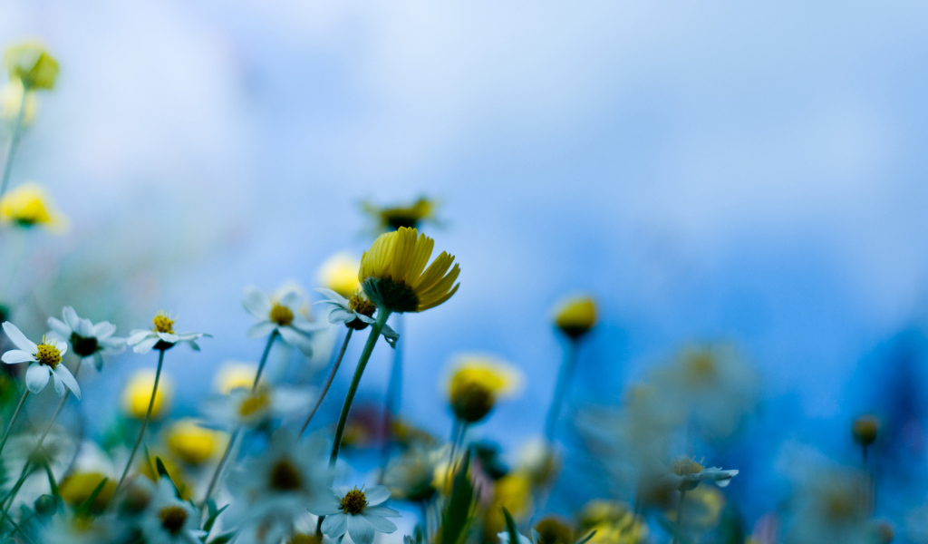 Желтые полевые цветы