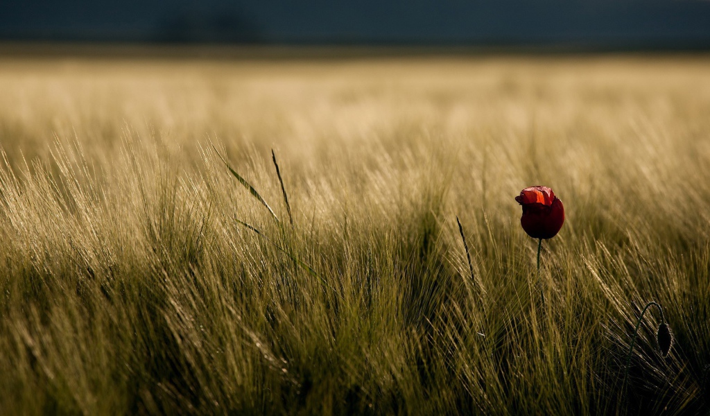Одинокий цветок в траве