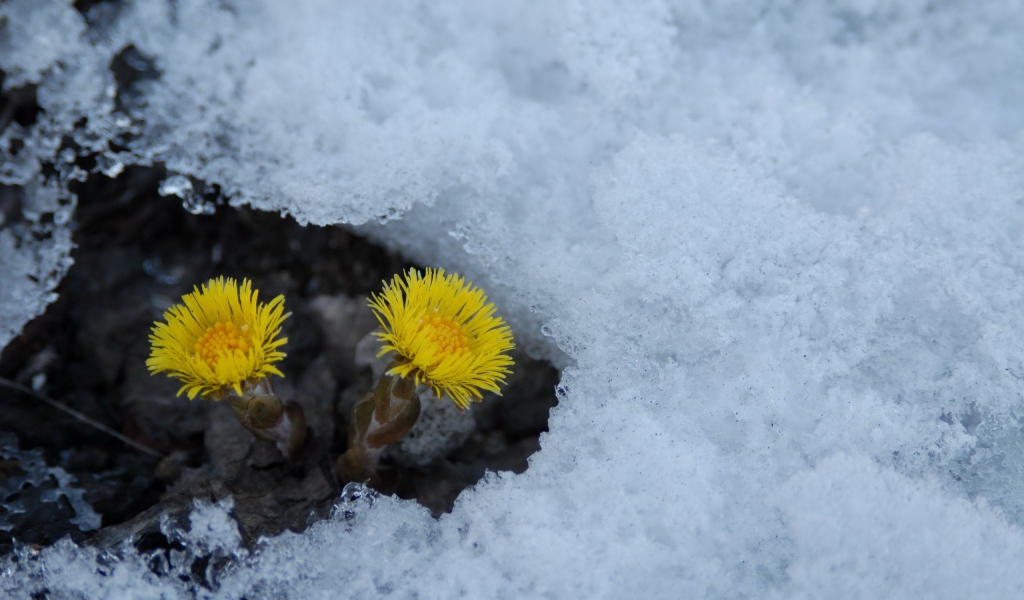 Расцвел цветок мать и мачеха