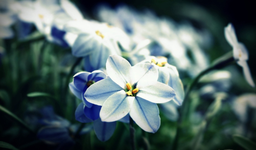 Сине белые цветы