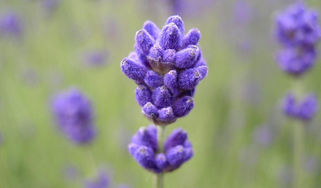 Синие пушистые цветы