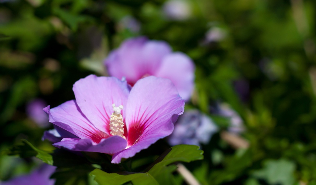 Сине розовый цветок