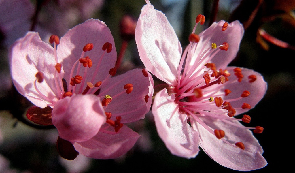 Цветы вишни