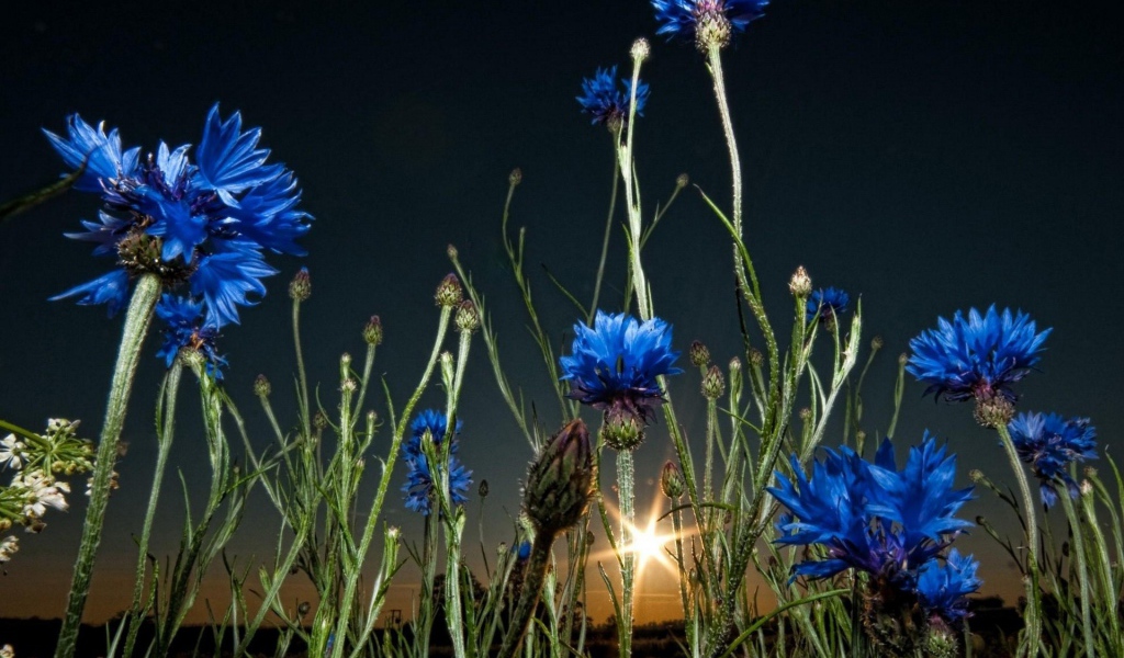 Васильки на закате