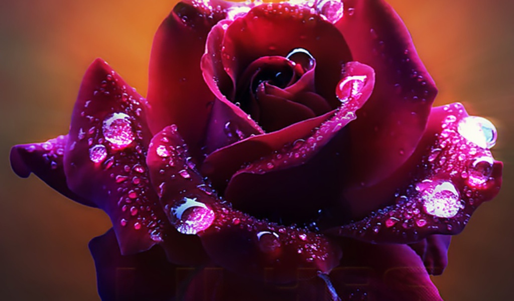 Темно красная роза