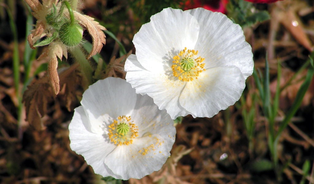 Нежные белые цветы