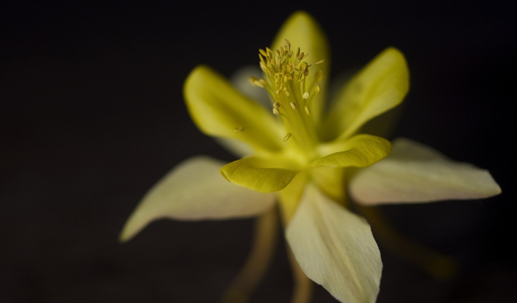 Цветок крупным планом