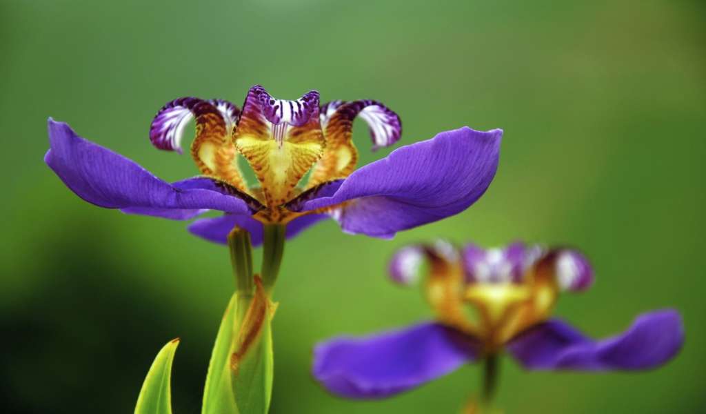 Цветок макро