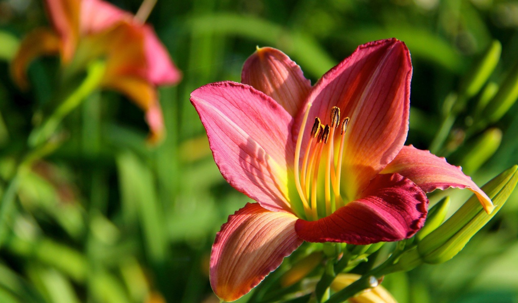 Цветок с тычинками