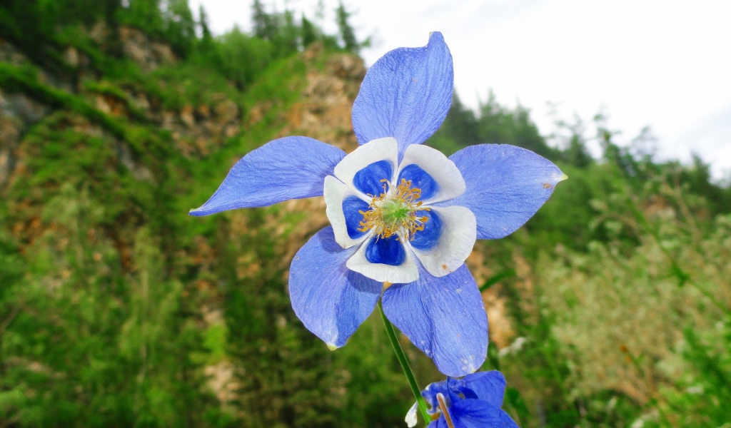 Цветок с сине-белыми лепестками
