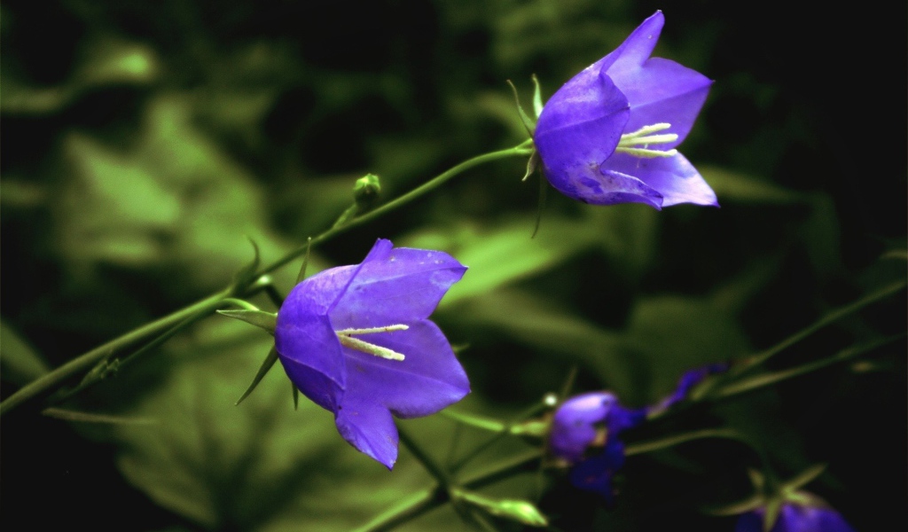 Цветы колокольчики