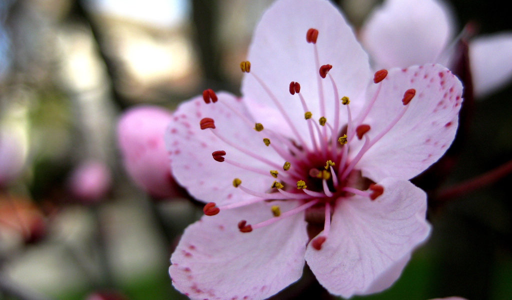 Увеличенный цветок вишни