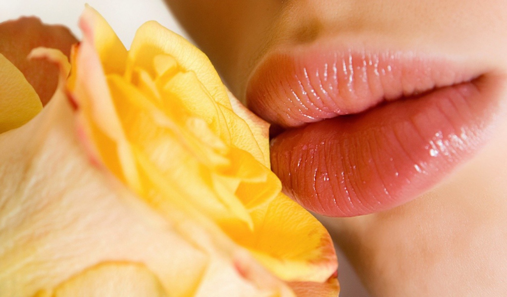 Поцелуй желтой розы