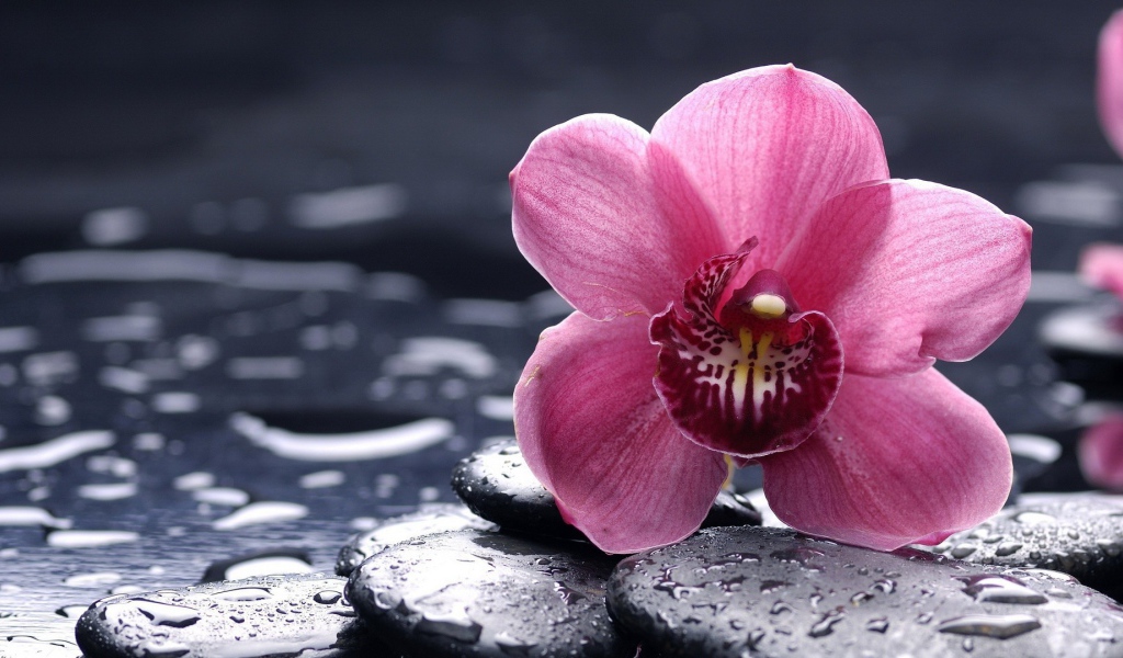 Орхидея на мокрых камнях