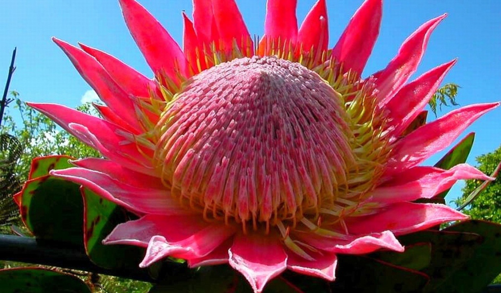 Розовый цветок кактуса