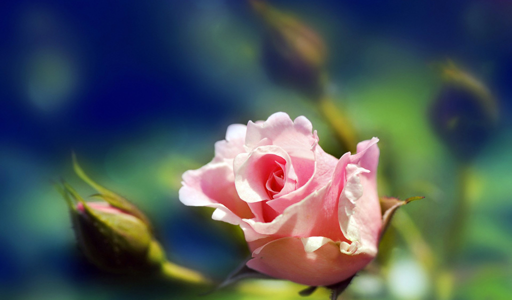 Розовая роза на размытом фоне