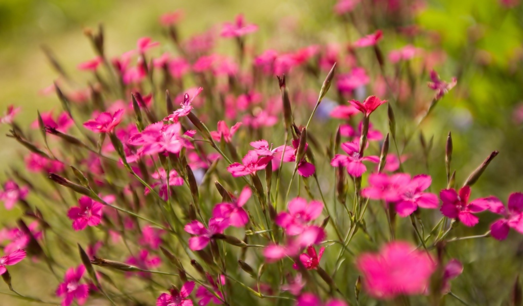 Фиолетовые полевые цветы