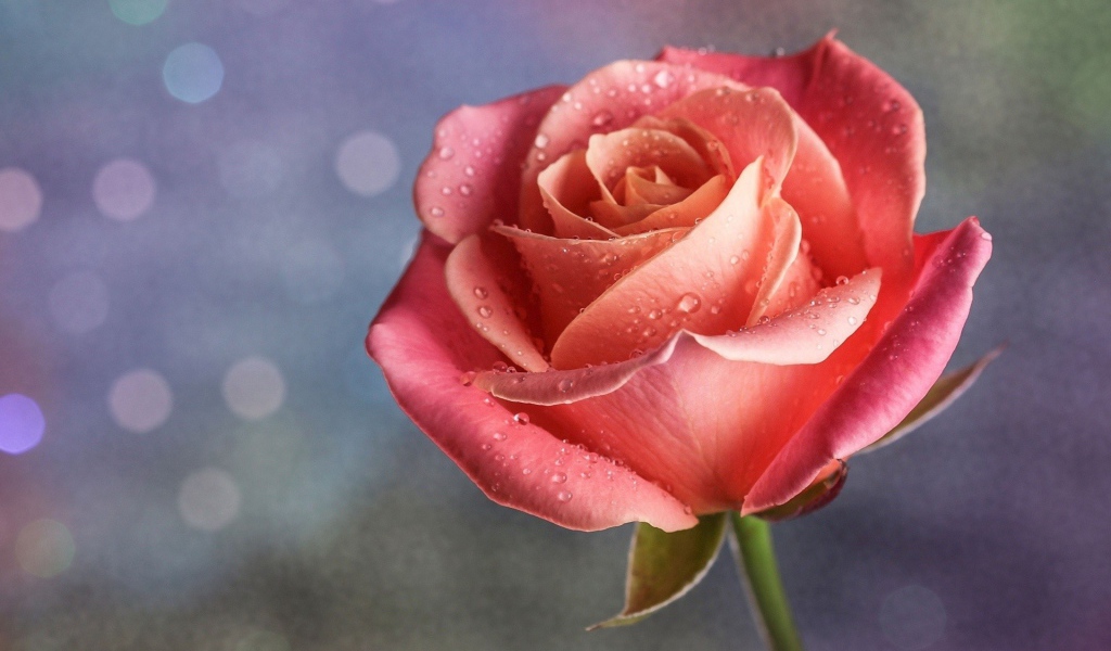 Капли дождя на розе