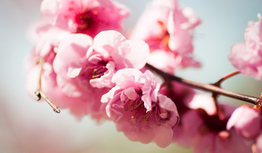 Розовое Весеннее цветение