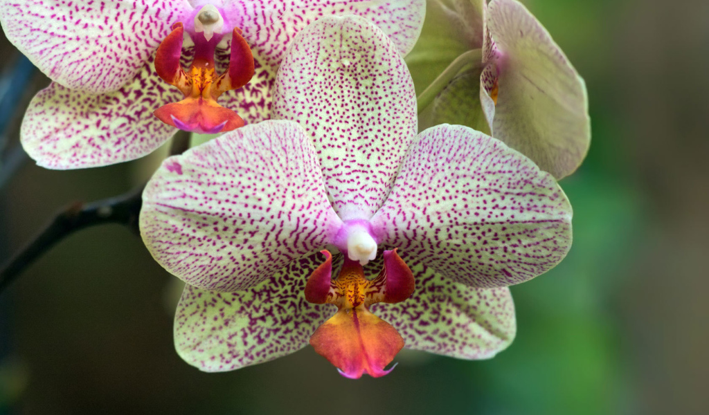 Пятнистая орхидея