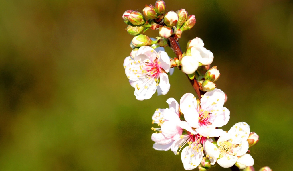 Весенние нежные цветы
