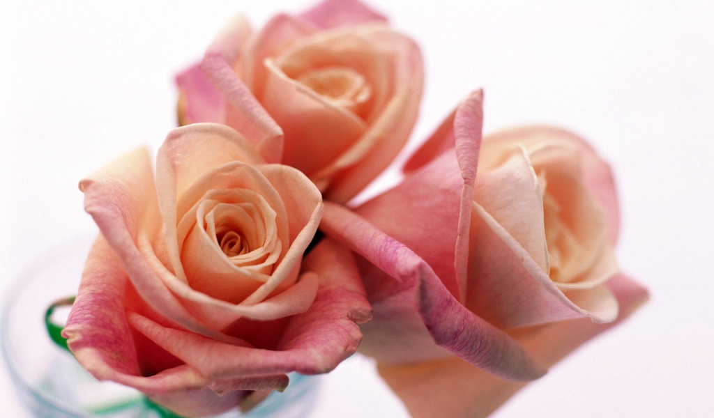 Три прекрасные розы