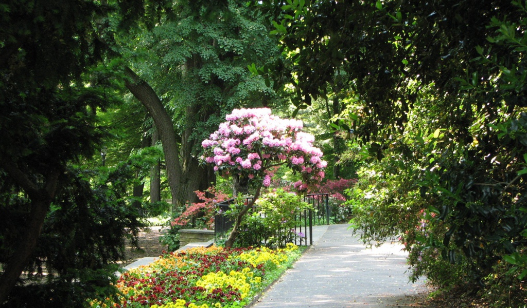Дерево с розовыми цветами в парке