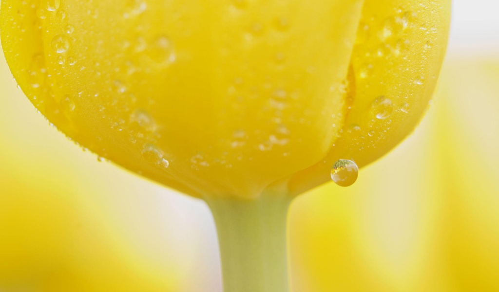 Капли воды на желтом тюльпане