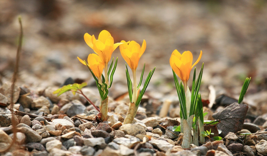 Желтые крокусы расцвели