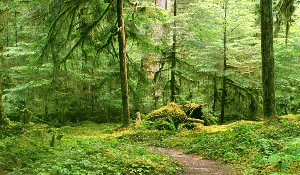 Тропинка в глухом лесу