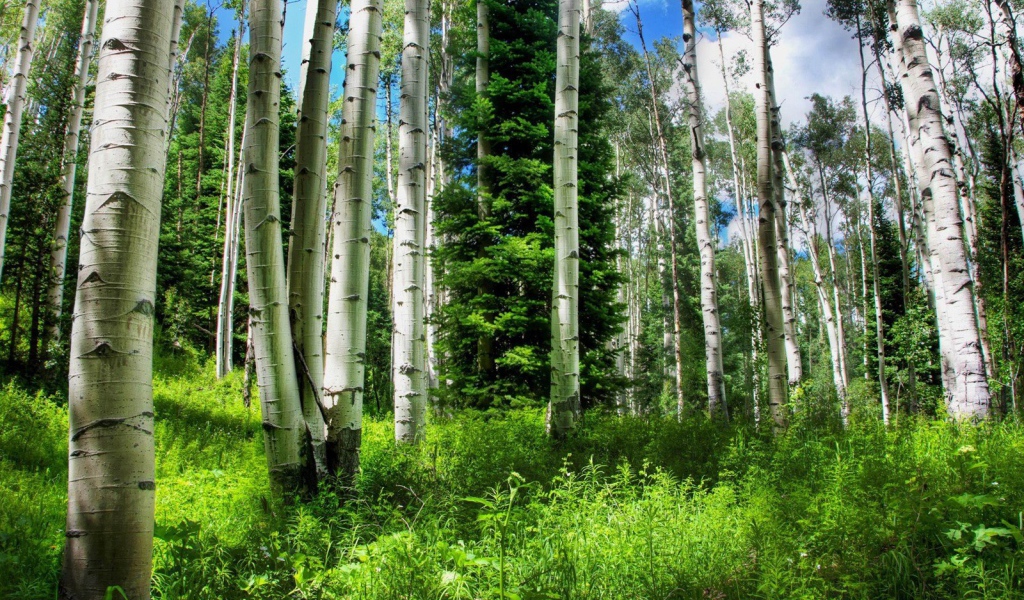 Березовый лес летом