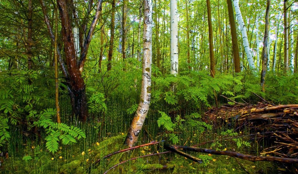 Березовый лес на болоте