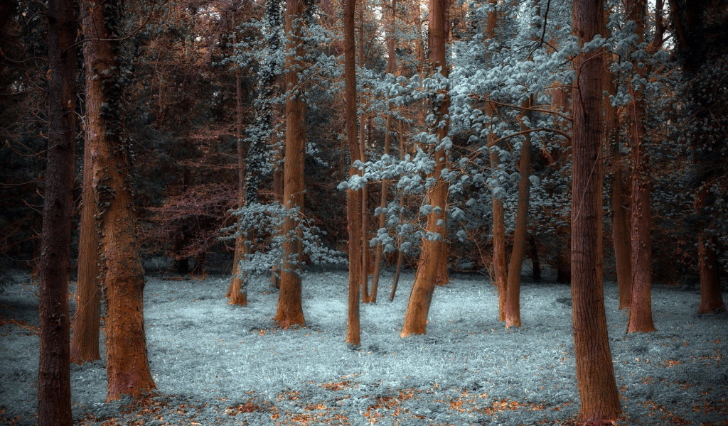 Лес покрытый инеем