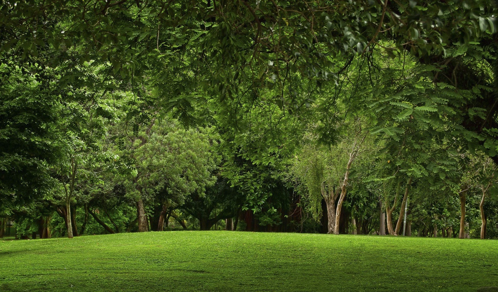 Зеленая природа парка