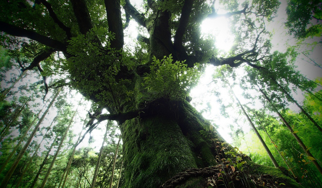 Старое дерево с мохом