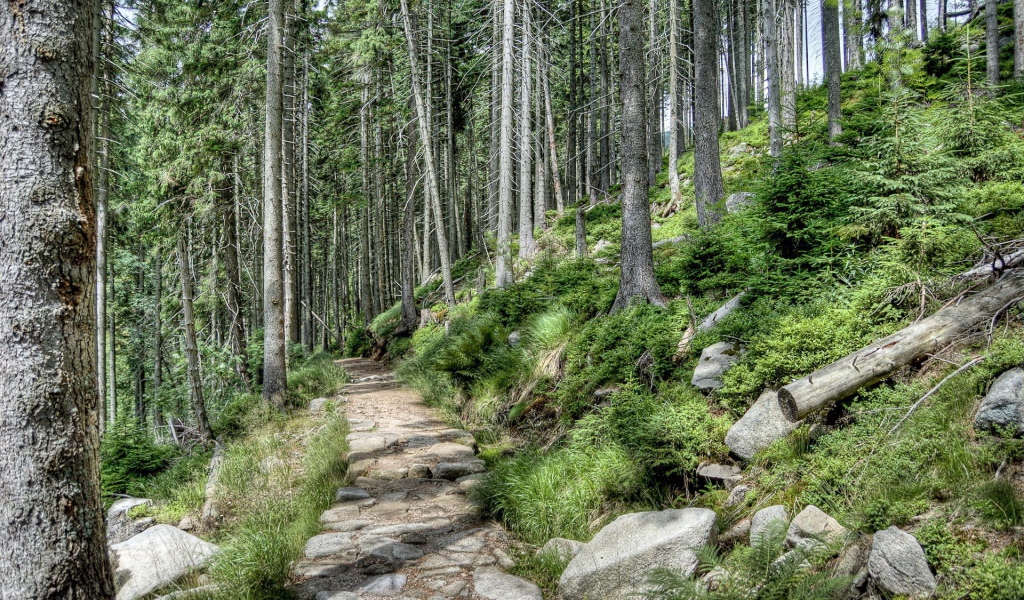 Каменная дорога в лесу