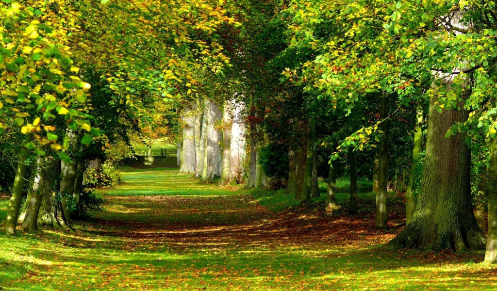 Солнечный лес