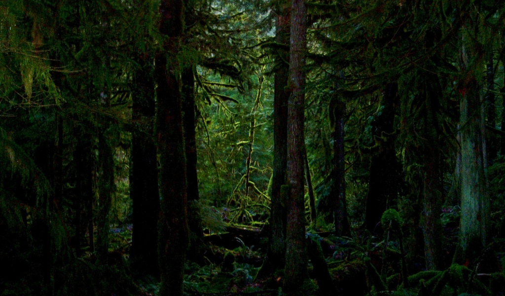 Дремучий лес во мху