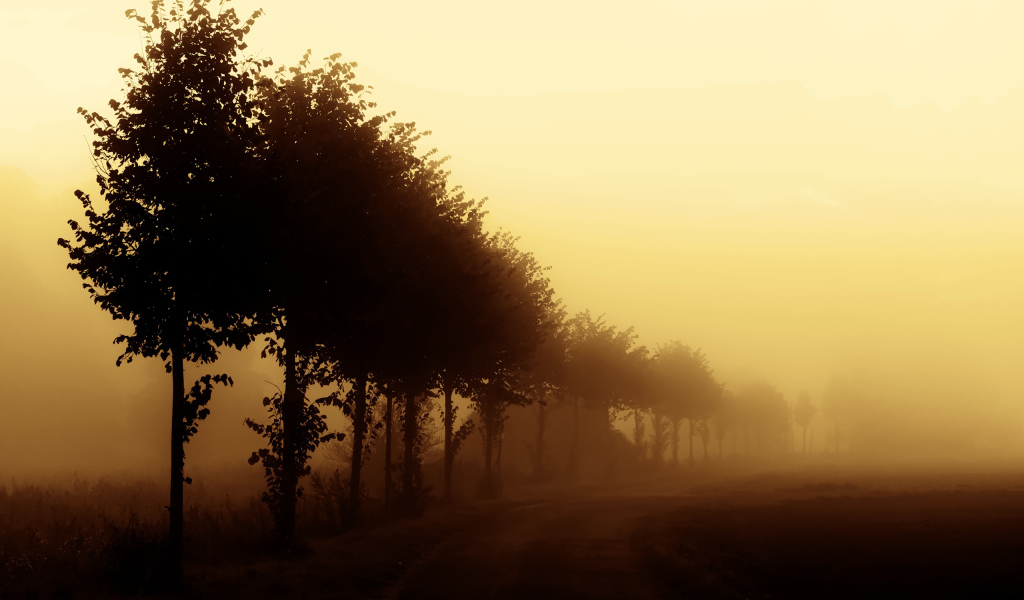 Деревья вдоль дороги