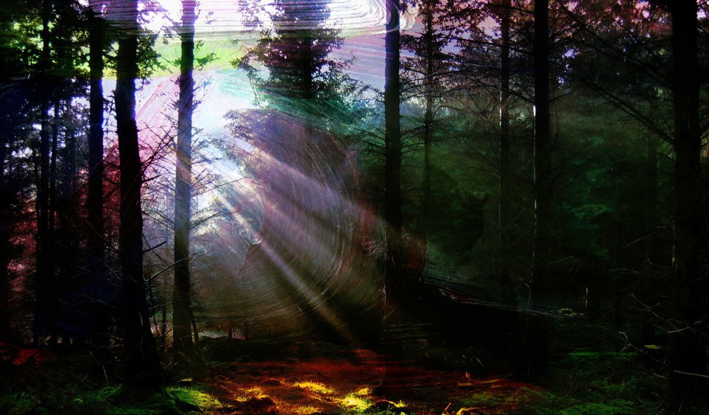 Лес в солнечной паутине